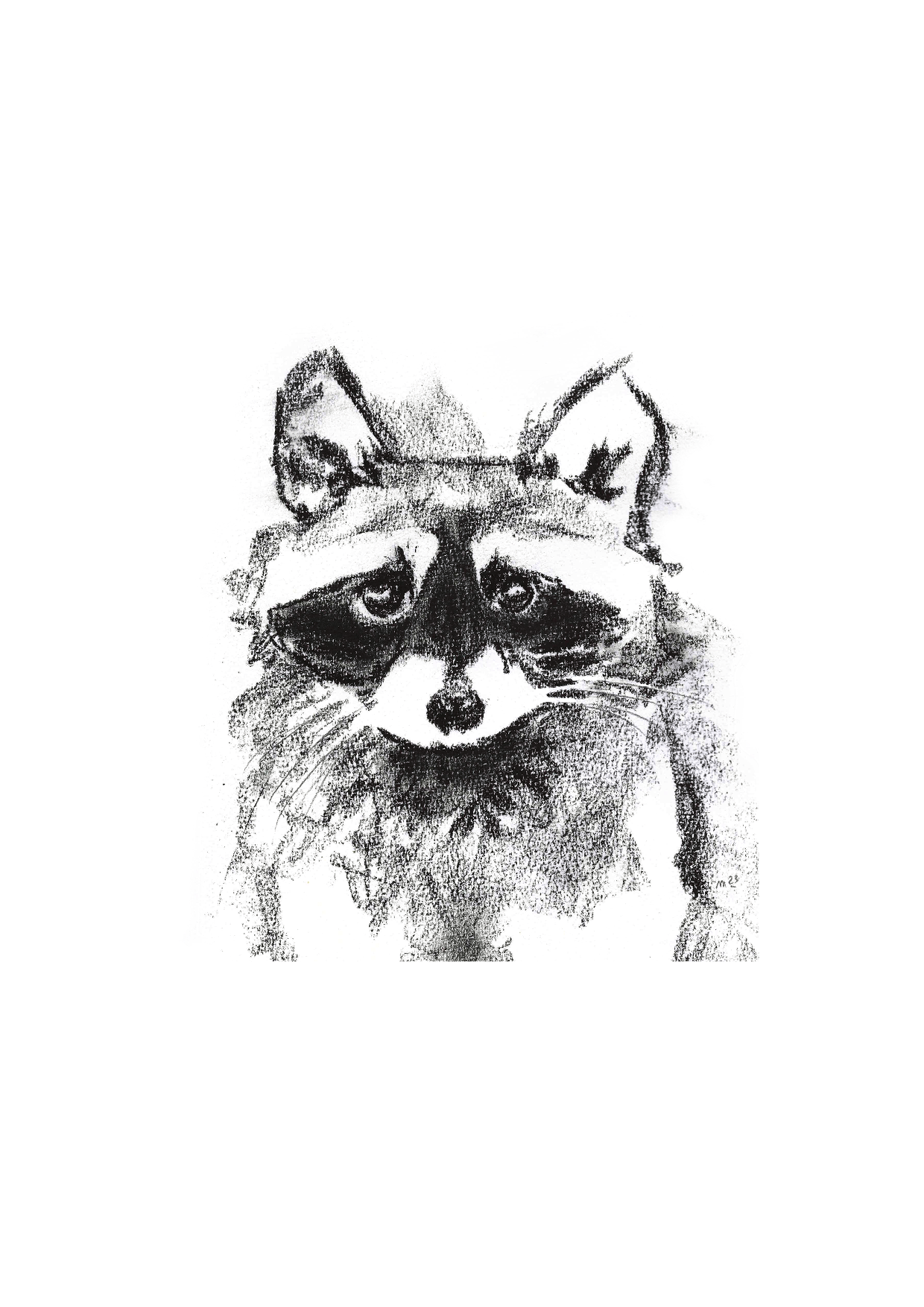 Raccoon