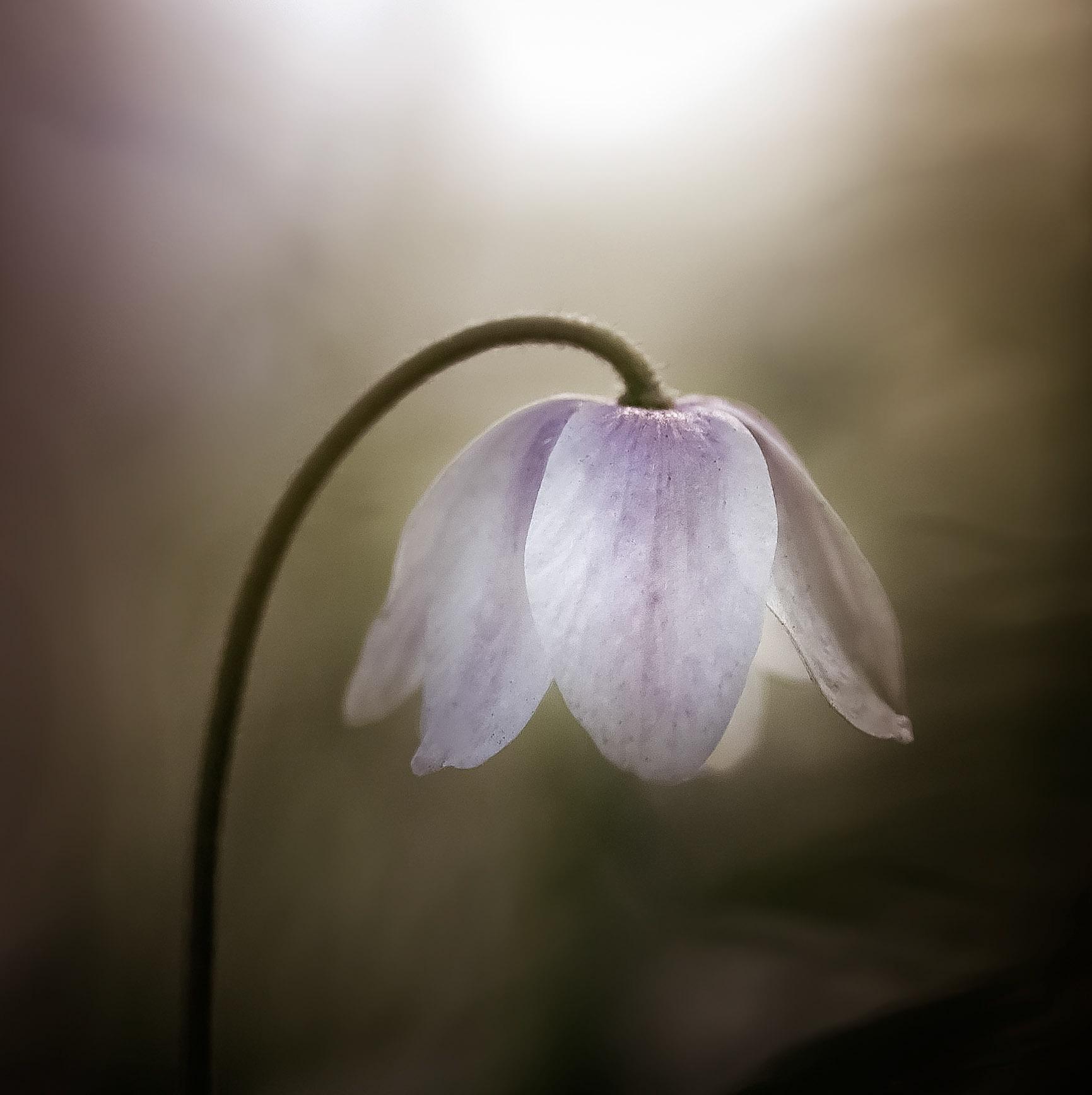 Alnarpsparken, Alnarp