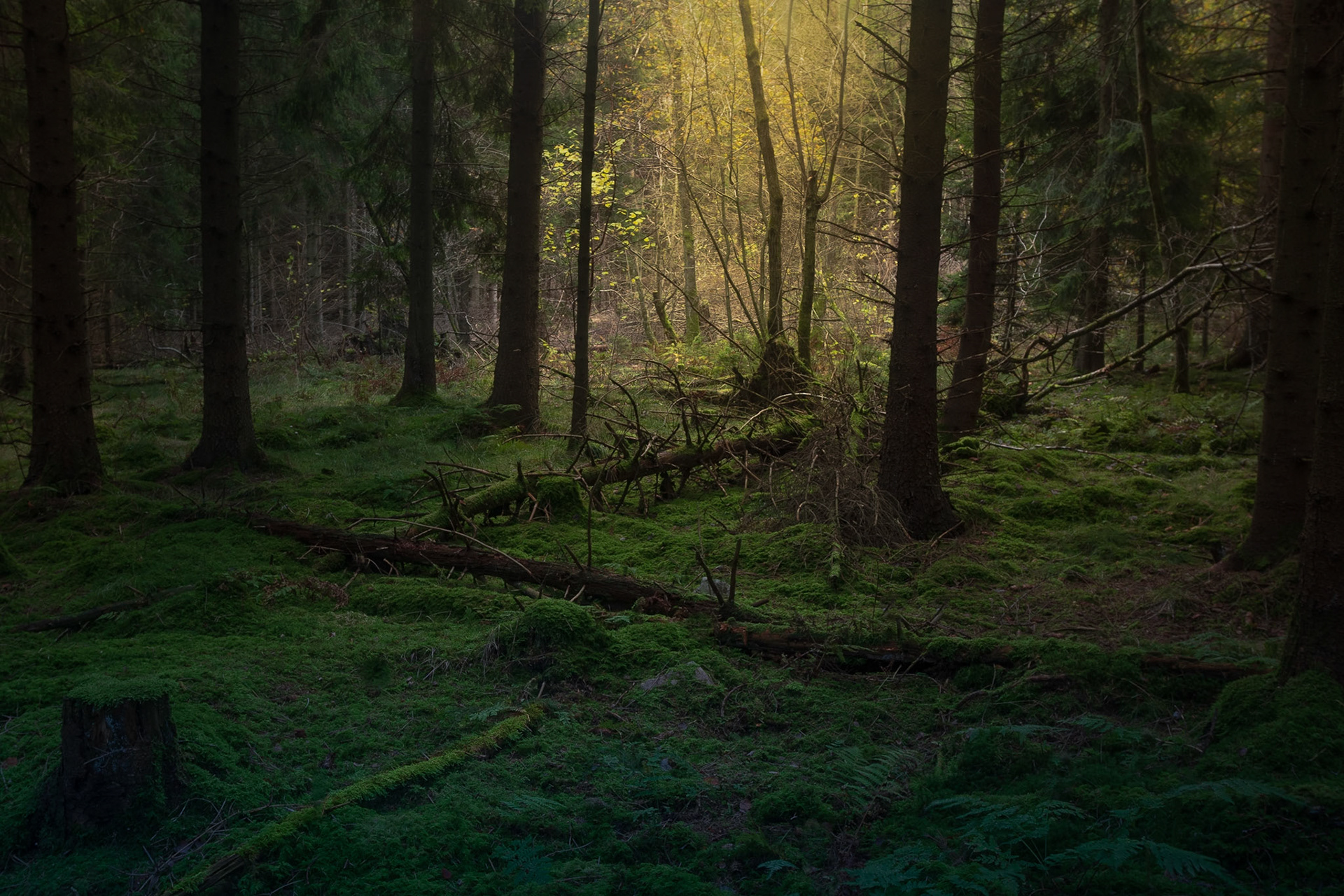 Trollskogen, Torna Hällerstad
