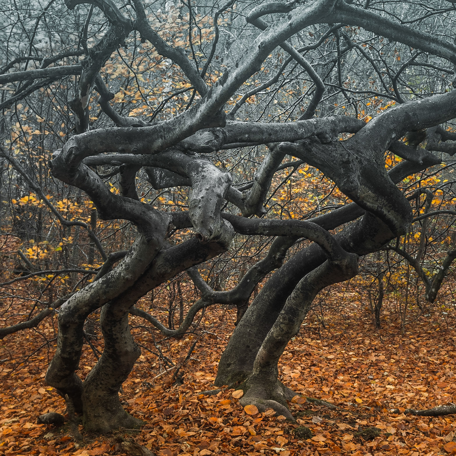 Trollskogen, Torna Hällerstad