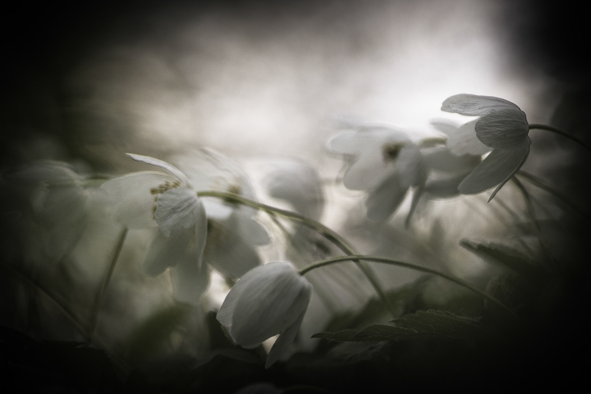 Alnarpsparken, Alnarp