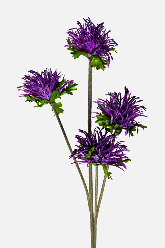 ageratum houstonianum
