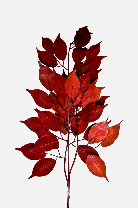 Ficus Benjamina