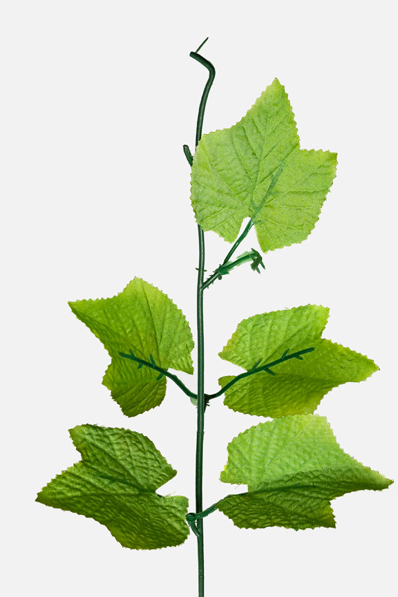 Vitis Labrusca