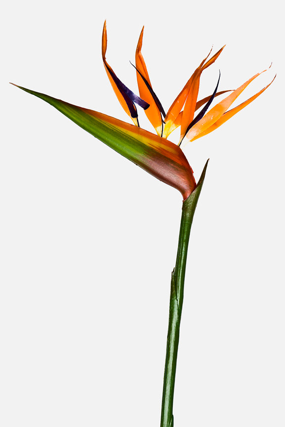 Strelitzia reginae