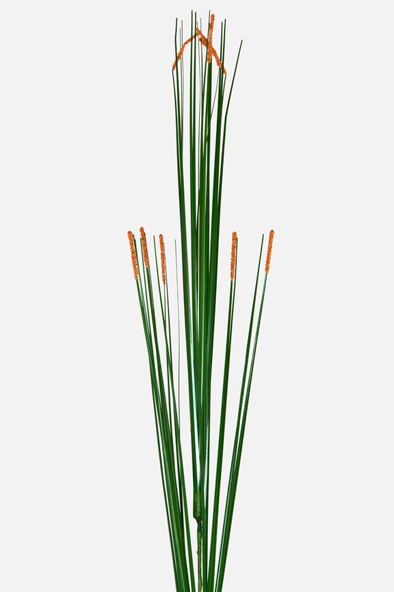 Calamagrostis