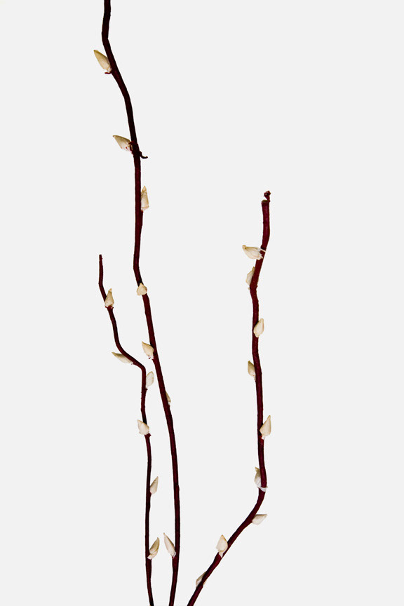 Prunus persica