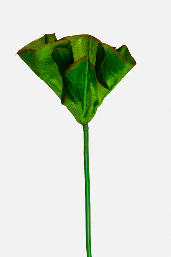 Beta vulgaris