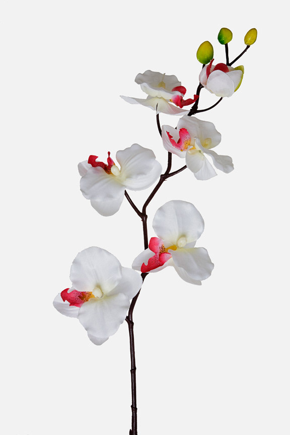 Phalaenopsis