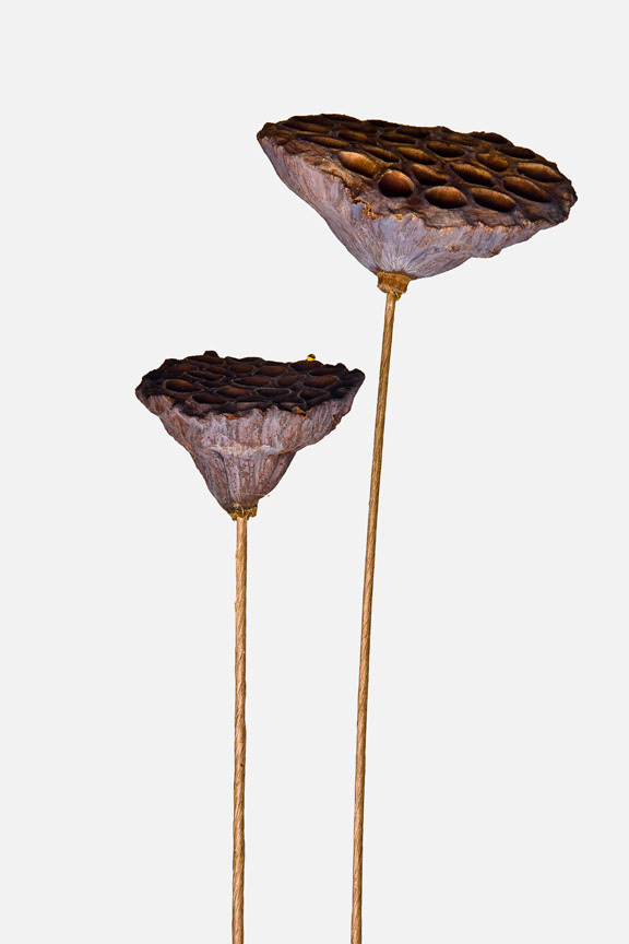 Nelumbo lutea
