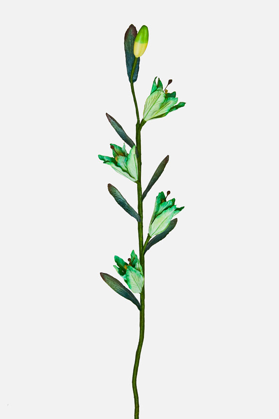 Tuberosa Polianthes