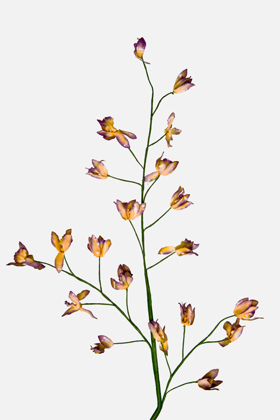 Campanula rotundifolia