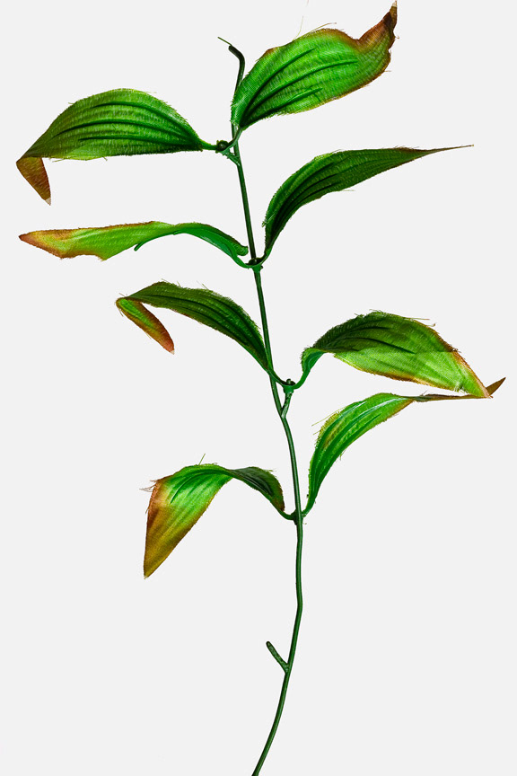 Hedera helix