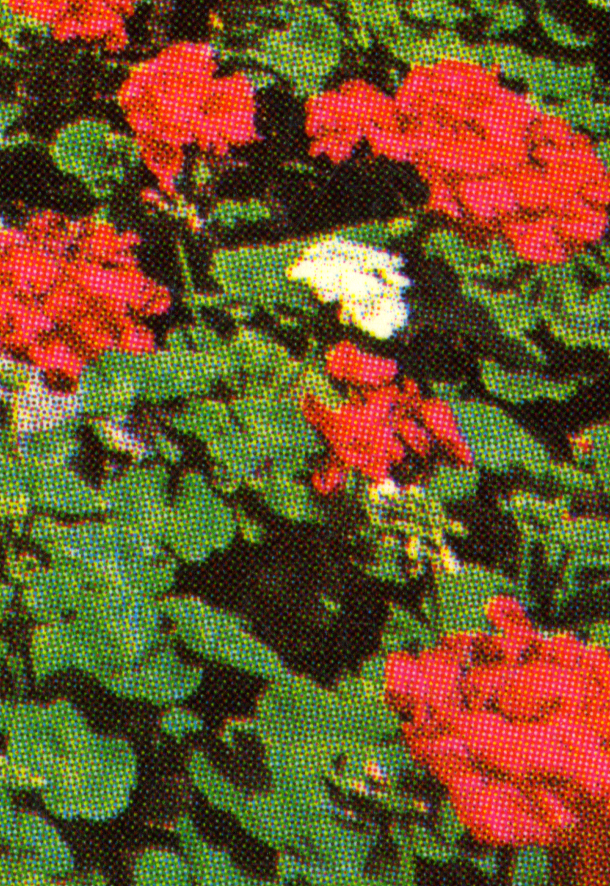 The Channel Garden.