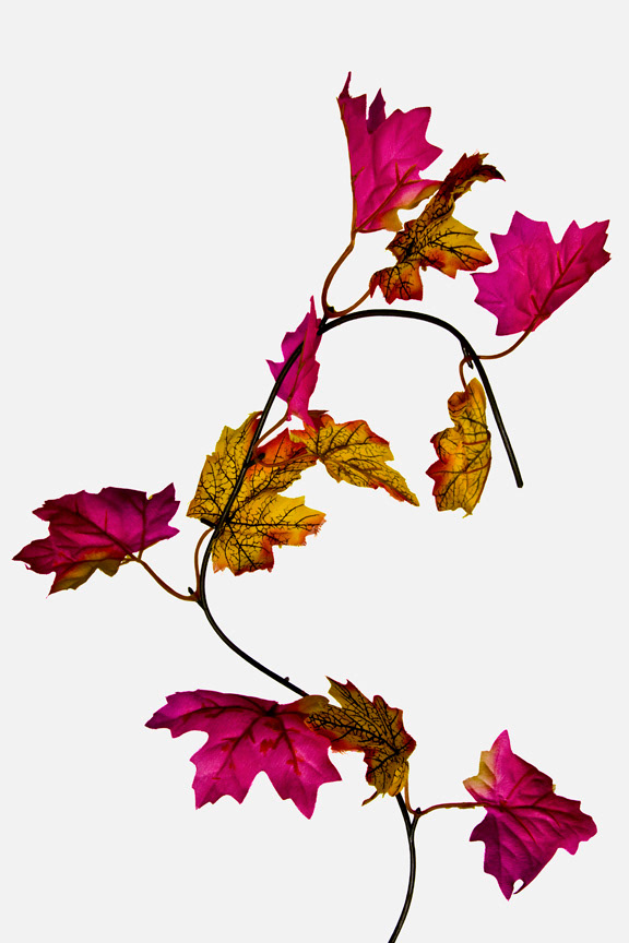 Acer rubrum
