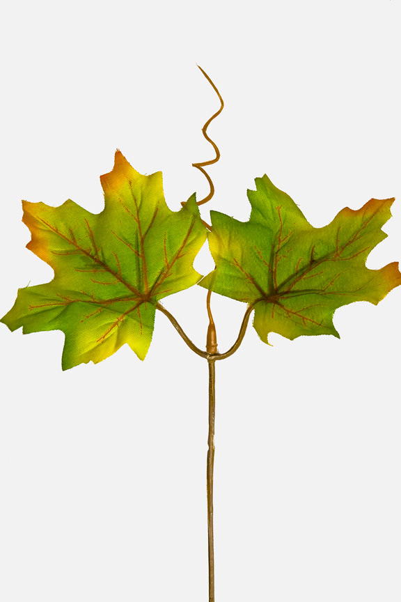vitis vinifera