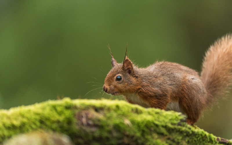 A close up of a Red Squirrel behind a moss covered log.