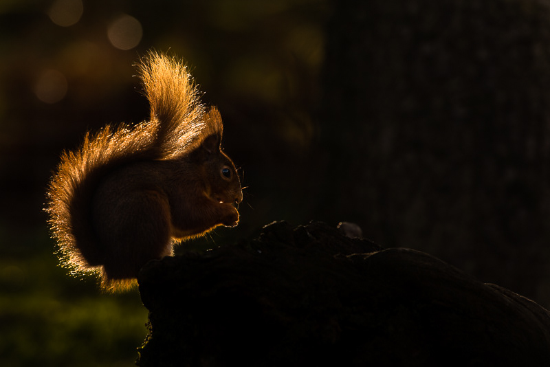 The outline of a Red Squirrel highlighted by rim light from the low sun sitting on a tree stump eating lit by backlight.