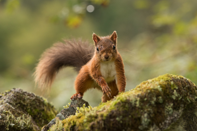 A Red Squirrel crouching on top of a moss covered wall with its tail arching across behind it.