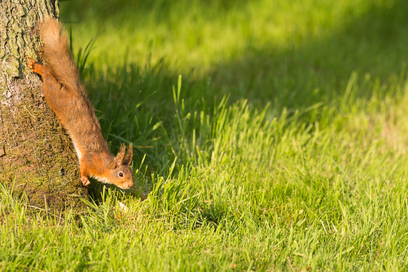 A Red Squirrel hanging of the base of a tree about to run across the grass.
