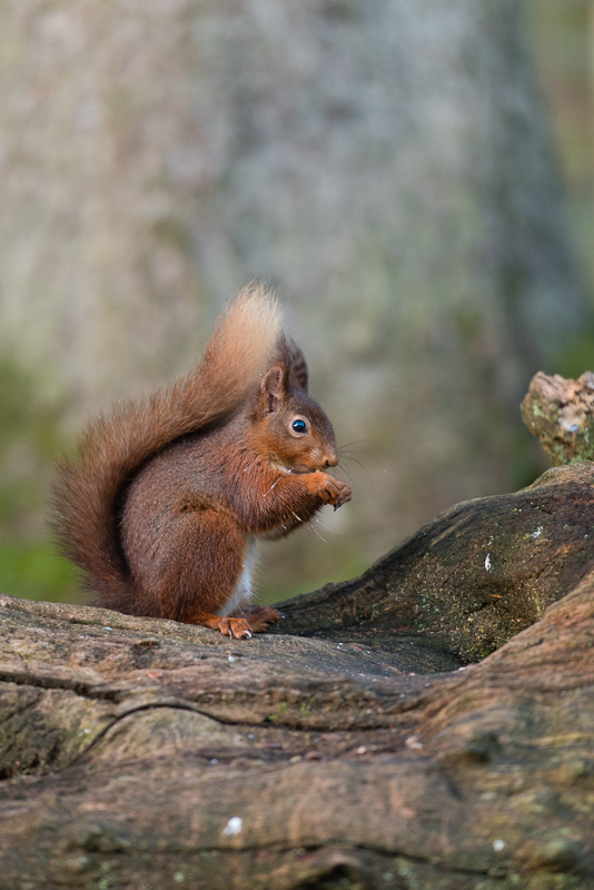 A Red Squirrel sitting on top of a wood log eating.