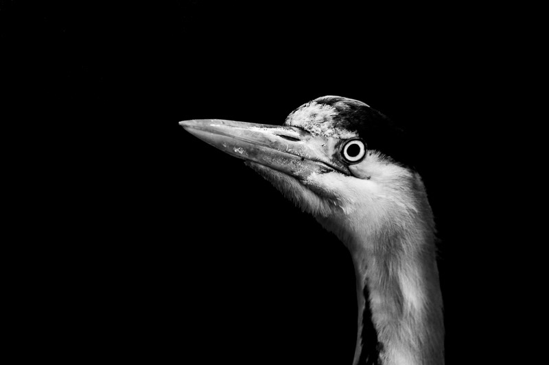 Grey Heron on black