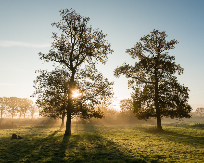 The sun rising behind two oak trees in a misty field.