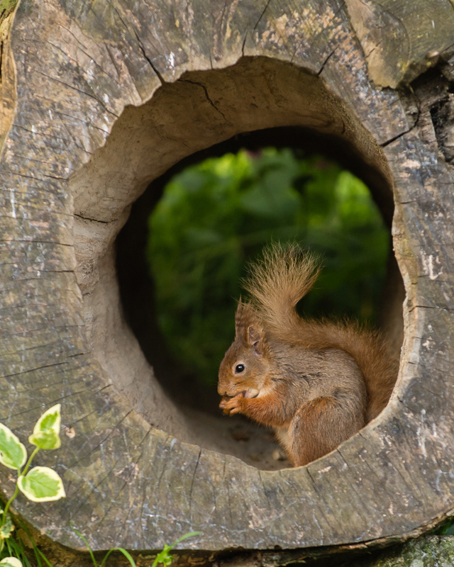 A Red Squirrel sitting eating inside a hollow log.