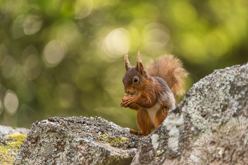 A Red Squirrel inspecting a Hazlenut on top of a stone wall.