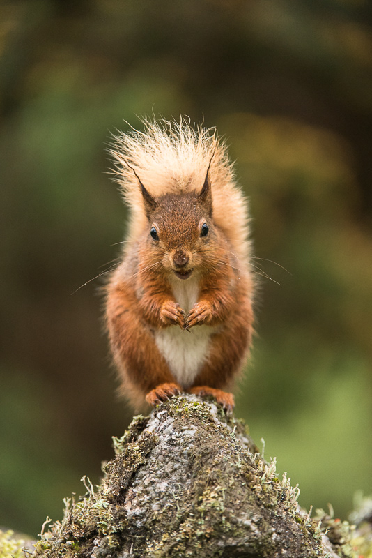 A smiling Red Squirrel sitting on top of a triangular moss covered stone. 