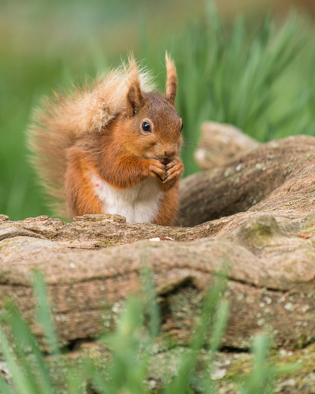 A curvy wooden log with a Red Squirrel sitting in a hollow in the log.