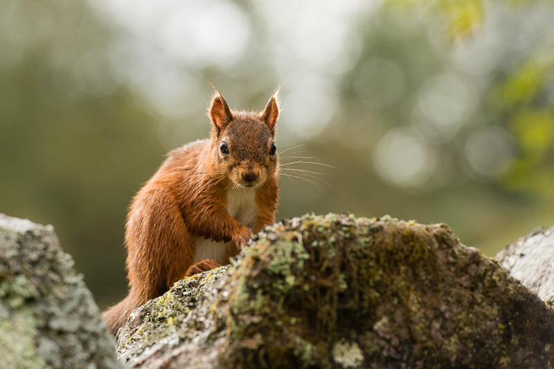 A Red Squirrel on top of a moss covered wall.