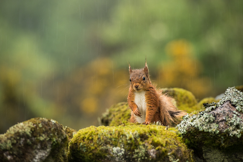 Heavy rain streaking down whilst a Red Squirrel sitting on top of a moss covered wall.