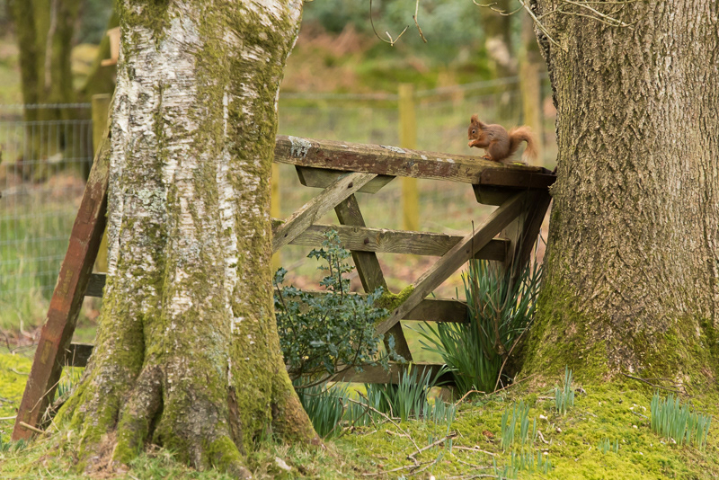 A small Red Squirrel witting at the far end of an old wooden gate thats laying upright between two trees.