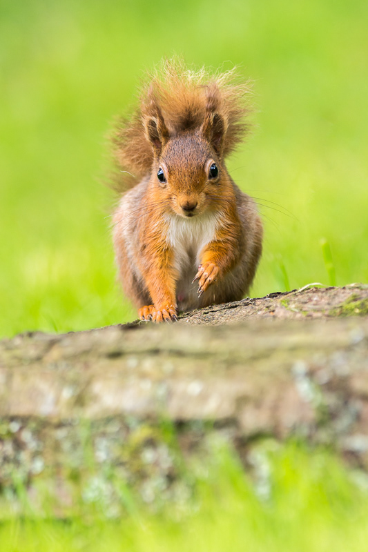 A Red Squirrel with one paw raised siting on a log.