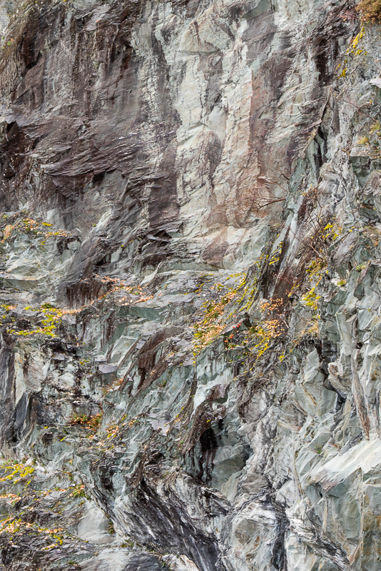 Fallen autumnal leaves scattered across the face of a grey slate cliff face at Hodge Close quarry in the Lake District.