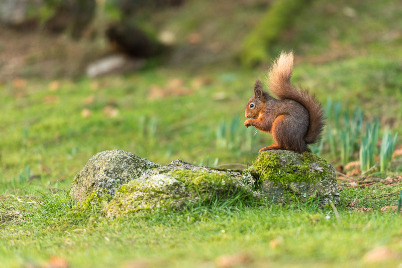 A Red Squirrel sitting on top of a moss covered stone eating in the garden of forest How guest house in the Lake District.
