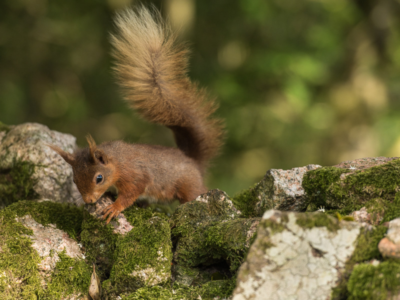 A Red Squirrel on top of a stone wall looking towards the ground.