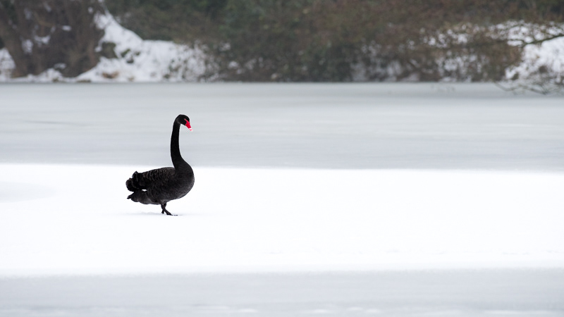Black Swan on a frozen pond