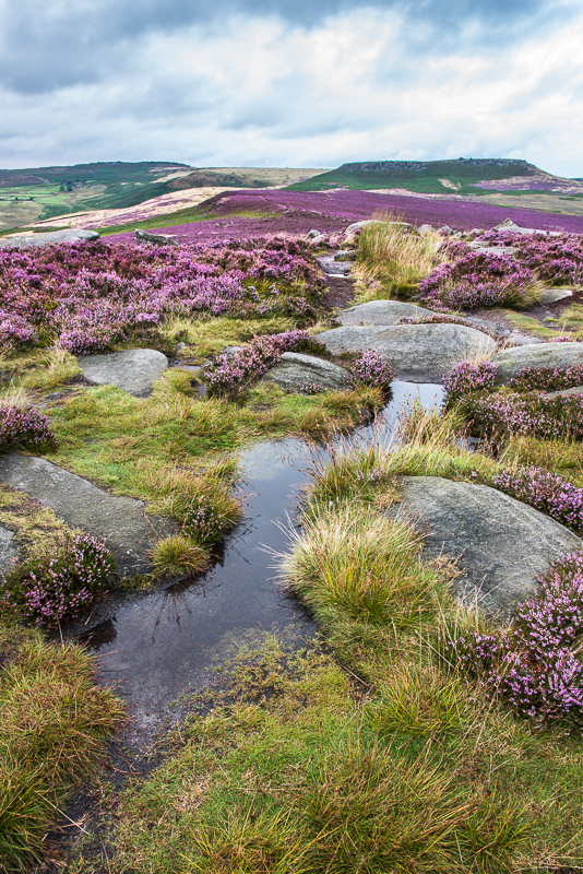 A pool of water amongst the purple heather and stones on Over Owler Tor with Higger Tor in the background, in the Peak District.