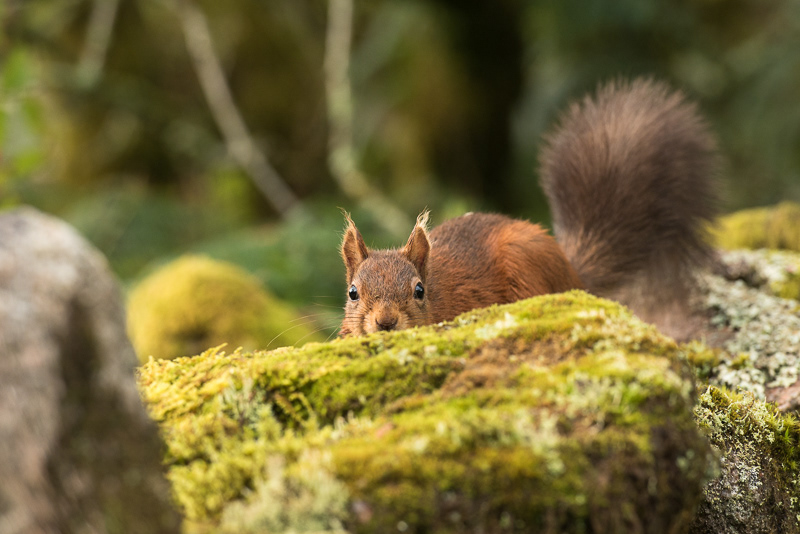 A Red Squirrel crouching low behind a moss covered stone.