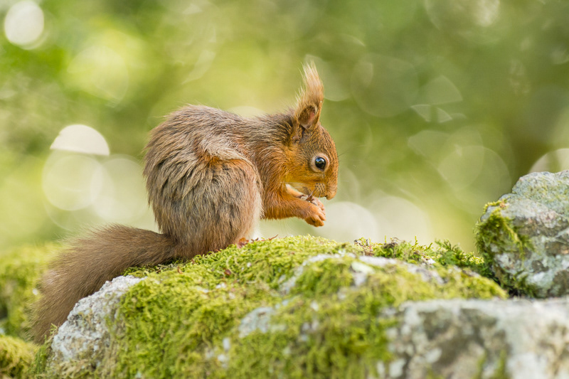 A Red Squirrel sitting on top of a moss covered stone wall in the garden of Forest How guest house in the Lake District.