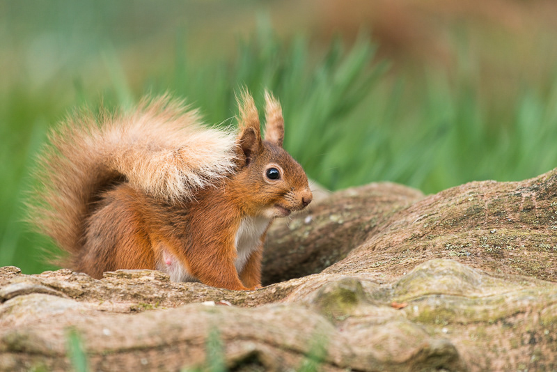 A Red Squirrel crouching in the hollow of a log with green plants behind.