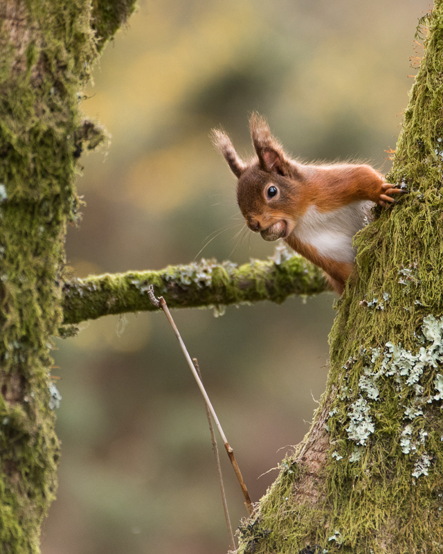 A Red Squirrel with a hazlenut in its mouth holding onto a moss covered tree trunk.