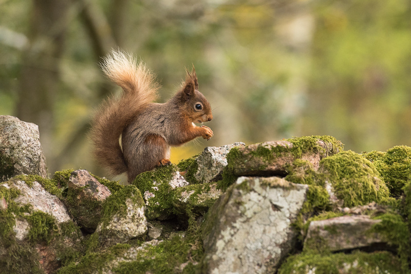 A moss covered stone wall with a Red Squirrel sitting eating on top.