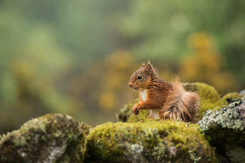 A Red Squirrel sitting on top of a moss covered wall with heavy rain streaking down.