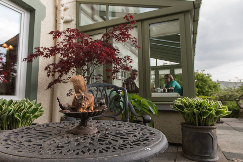 Two people eating breakfast in the conservatory of Forest How guest house with a Red Squirrel on a table outside looking for nuts.