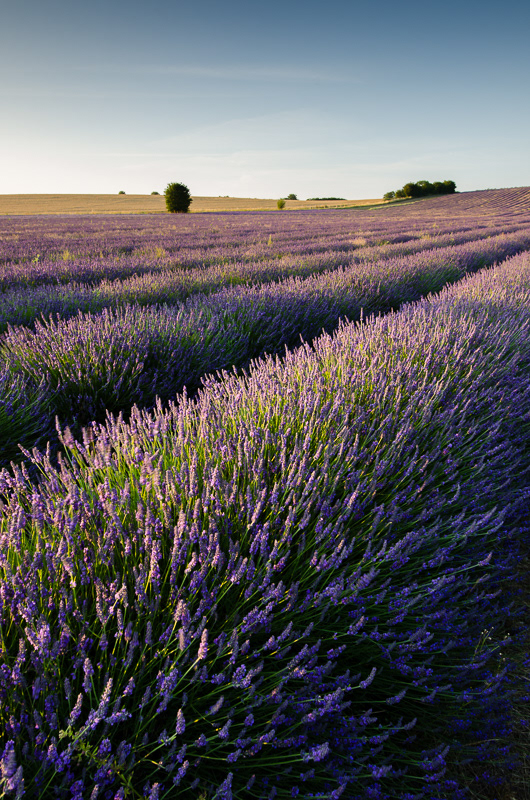 The late evening sun casting shadows on the rows of purple lavender in a field near Hitchin, Hertfordshire. 