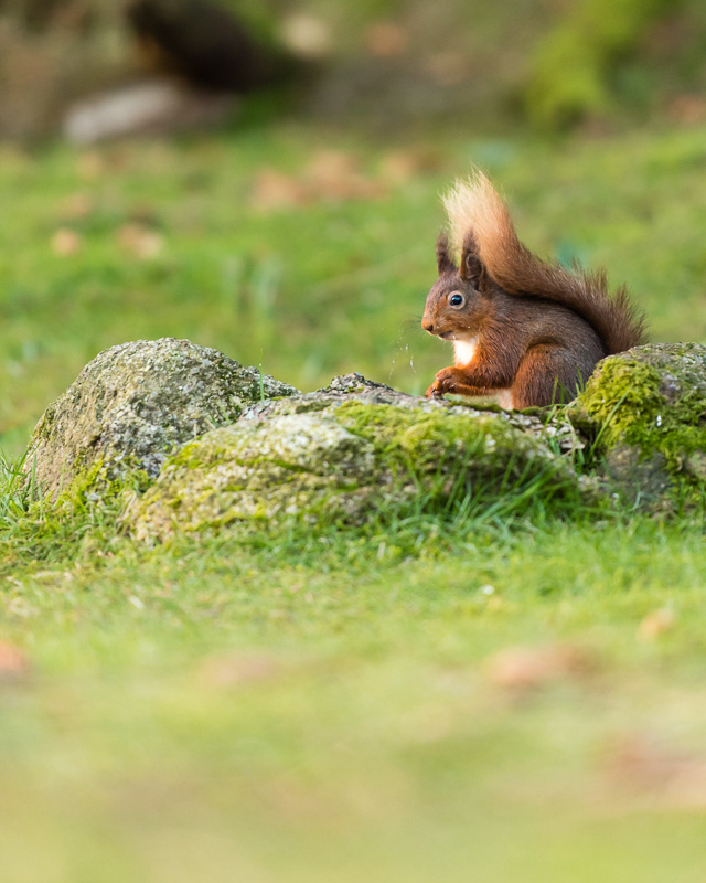 A Red Squirrel sitting behind a moss covered stone eating in the garden of Forest How guest house in the Lake District.