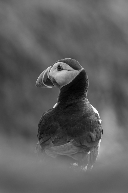 B&W Atlantic Puffin Portrait